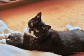 <p>Murie</p>